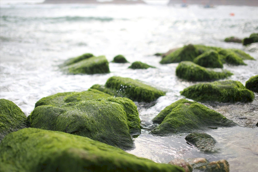 The vibrant, green moss-covered rocks at Nhon Hai Beach offer a one-of-a-kind coastal view